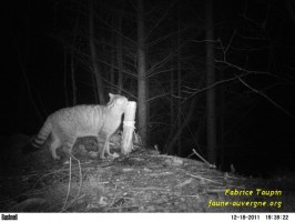 chat forestier